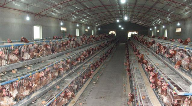 养鸡场消毒灭菌蒸汽发生器有效提高养殖场卫生环境